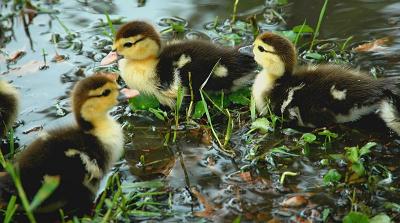 Baby Ducks