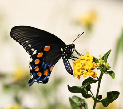 IMG_3214_PipevineSwallowtail_700x72.jpg