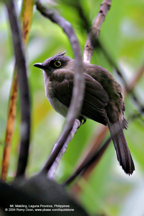 Yellow-Wattled Bulbul