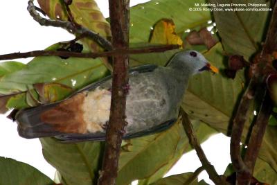 Black-chinned Fruit-dove
(adult, a near Philippine endemic)

Scientific name - Ptilinopus leclancheri leclancheri

Habitat - Uncommon in forest patches up to 1500 m.