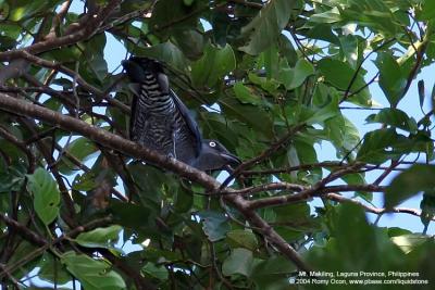 Bar-bellied Cuckoo-shrike (Female) 

Scientific name - Coracina striata striata 

Habitat - Forest and forest edge.
