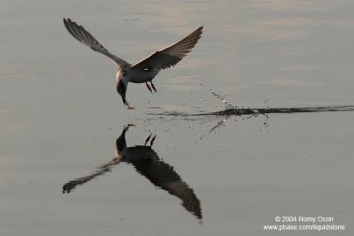 Whiskered Tern 

Scientific name: Chlidonias hybridus 

Habitat: Bays, tidal flats to ricefields. 

