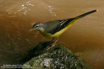 Grey Wagtail 

Scientific name - Motacilla cinerea 

Habitat - Streams and forest roads at all elevations.
