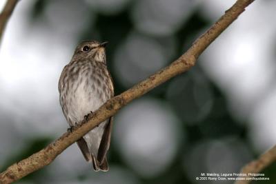 Grey-streaked Flycatcher 

Scientific name - Muscicapa griseisticta 

Habitat - Conspicuously perches in tops of trees in forest, edge and open areas.
