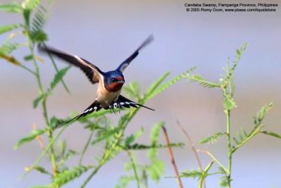 Barn Swallow

Scientific name - Hirundo rustica

Habitat - from coast to above forests in high mountains.

[Sigma 300-800 DG]