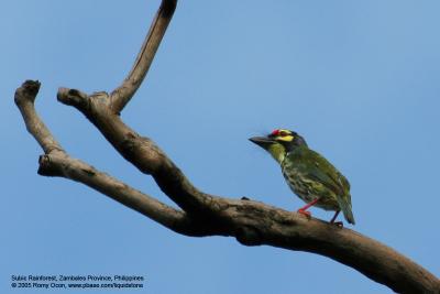Coppersmith Barbet 

Scientific name - Megalaima haemacephala 

Habitat - Common in forest and edge, usually in the canopy.

[400 5.6L + Tamron 1.4x TC, 560 mm focal length, f/11]