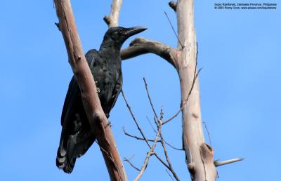 Large-billed Crow 

Scientific name - Corvus macrorhynchos 

Habitat - open country. 

[400 5.6L + Tamron 1.4x TC, 560 mm focal length, f/11]