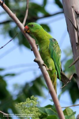 Blue-naped Parrot
(a near Philippine endemic)
Scientific name - Tanygnathus lucionensis
Habitat - uncommon in forest and forest edge.
[400 5.6L + Tamron 1.4x TC, 560 mm focal length, f/11)