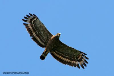 Philippine Serpent-Eagle 
(a Philippine endemic) 

Scientific name - Spilornis holospilus 

Habitat - Forest from lowlands to over 2000 m. 

[400 5.6L + Tamron 1.4x TC, 560 mm focal length, f/11] 
