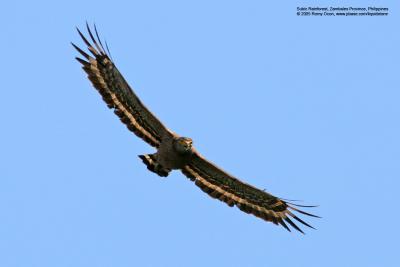 Philippine Serpent-Eagle 
(a Philippine endemic) 

Scientific name - Spilornis holospilus 

Habitat - Forest from lowlands to over 2000 m. 

[400 5.6L + Tamron 1.4x TC, 560 mm focal length, f/10] 
