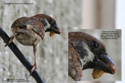 Eurasian Tree Sparrow 

Scientific name - Passer montanus 

Habitat - Common in virtually every inhabited island. 

[350D + Sigmonster (Sigma 300-800 DG)]
