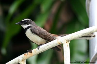 Pied Fantail 

Scientific name: Rhipidura javanica 

Habitat: Common in parks, residential areas, thickets and mangroves. 

[350D + Sigmonster (Sigma 300-800 DG)]