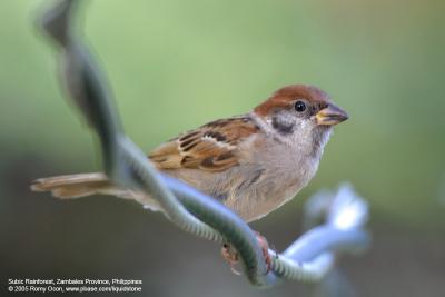 Eurasian Tree Sparrow 

Scientific name - Passer montanus 

Habitat - Common in virtually every inhabited island.

[350D + Sigmonster (Sigma 300-800 DG)]