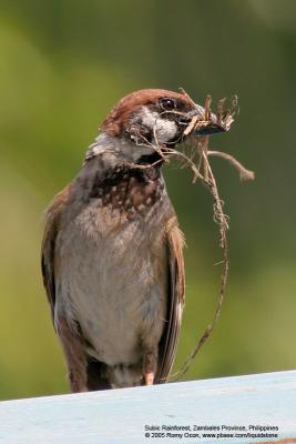 Eurasian Tree Sparrow 

Scientific name - Passer montanus 

Habitat - Common in virtually every inhabited island.

[20D + 400 5.6L + Tamron 1.4x TC, 560 mm, f/11]