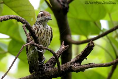 Philippine Pygmy Woodpecker 
(a Philippine endemic) 

Scientific name - Dendrocopos maculatus 

Habitat - Smallest Philippine woodpecker, common in lowland and montane forest and edge, 
in understory and canopy. 

[350D + Sigmonster (Sigma 300-800 DG), on tripod]
