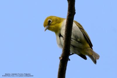Lowland White-eye
(a near Philippine endemic)

Scientific name - Zosterops meyeni

Habitat - Second growth, scrub and gardens.

[350D + Sigmonster (Sigma 300-800 DG)]