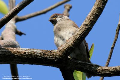 Eurasian Tree Sparrow 

Scientific name - Passer montanus 

Habitat - Common in virtually every inhabited island. 

[350D + Sigmonster (Sigma 300-800 DG)] 

