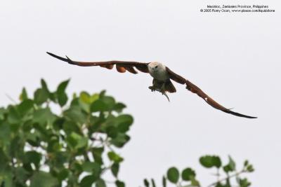 Brahminy Kite 

Scientific name - Haliastur indus 

Habitat - Open areas often near water, and also in mountains to 1500 m 

[20D + 400 5.6L, hand held]
