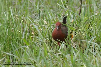 Ruddy-breasted Crake 

Scientific name - Porzana fusca 

Habitat - Uncommon in wetlands, including ricefields and marshes. 

[20D + 400 5.6L + Tamron 1.4x TC]
