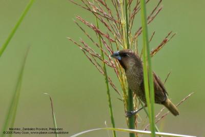 Scaly-Breasted Munia 

Scientific name: Lonchura punctulata 

Habitat: Ricefileds, grasslands, gardens and shrubs. 

[350D + Sigmonster (Sigma 300-800 DG)]