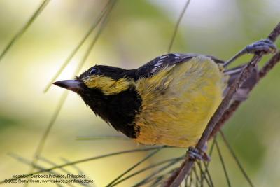 Elegant Tit 
(a Philippine endemic) 

Scientific name - Parus elegans 

Habitat - Common from lowland to montane mossy forest. 

[20D + 400 5.6L + Tamron 1.4x TC, 560 mm, f/8]
