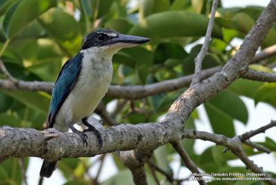 White-collared Kingfisher 

Scientific name: Halcyon chloris 

Habitat: Coastal areas to open country, but seldom in forest 

[20D + 400 5.6L, hand held]