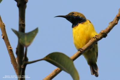 Olive-backed Sunbird 
(Male) 

Scientific name - Nectarinia jugularis 

Habitat - Coconut plantations, second growth, scrub and gardens. 

[350D + Sigmonster (Sigma 300-800 DG)] 
