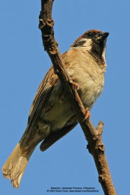 Eurasian Tree Sparrow 

Scientific name - Passer montanus 

Habitat - Common in virtually every inhabited island. 

[350D + Sigmonster (Sigma 300-800 DG)] 
