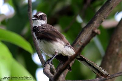 Pied Fantail 

Scientific name: Rhipidura javanica 

Habitat: Common in parks, residential areas, thickets and mangroves. 

[20D + 400 5.6L, hand held]
