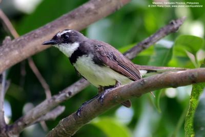 Pied Fantail 

Scientific name: Rhipidura javanica 

Habitat: Common in parks, residential areas, thickets and mangroves. 

[20D + 400 5.6L, hand held]
