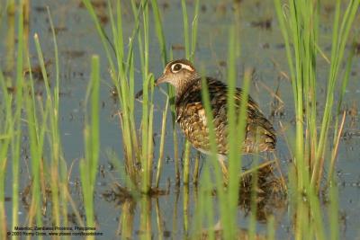 Ruddy-breasted Crake Chicks!