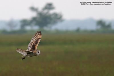 Grass Owl 

Scientific name - Tyto capensis 

Habitat - Grasslands and canefields. 

[20D + 400 5.6L, hand held] 
