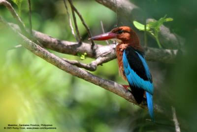 White-throated Kingfisher 

Scientific name - Halcyon smyrnensis 

Habitat - Clearings, along large streams and rivers, and in open country.

[350D + Sigmonster (Sigma 300-800 DG)]