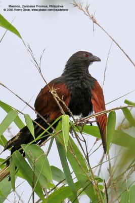 Philippine Coucal 
(a Philippine endemic ) 

Scientific name - Centropus viridis 

Habitat - Common from grasslands to forest up to 2000 m.

[350D + Sigmonster (Sigma 300-800 DG)]