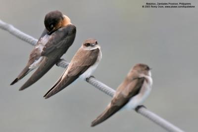 Plain Martin 
(Pacific Swallow at left)

Scientific name - Riparia paludicola 

Habitat - Uncommon locally along rivers and lakes. 

[350D + Sigmonster (Sigma 300-800 DG)]
