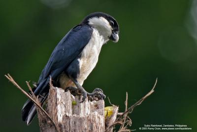 Philippine Falconet 
(a Philippine endemic) 

Scientific name - Microhierax erythrogenys erythrogenys 

Habitat - Open forest and edge. 

[20D + Sigmonster (Sigma 300-800 DG)]
