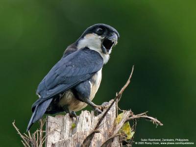 Philippine Falconet 
(a Philippine endemic) 

Scientific name - Microhierax erythrogenys erythrogenys 

Habitat - Open forest and edge. 

[20D + Sigmonster (Sigma 300-800 DG)]
