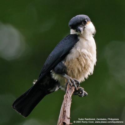 Philippine Falconet 
(a Philippine endemic) 

Scientific name - Microhierax erythrogenys erythrogenys 

Habitat - Open forest and edge. 

[20D + Sigmonster (Sigma 300-800 DG)]
