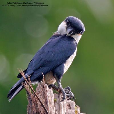 Philippine Falconet 
(a Philippine endemic) 

Scientific name - Microhierax erythrogenys erythrogenys 

Habitat - Open forest and edge. 

[20D + Sigmonster (Sigma 300-800 DG)]
