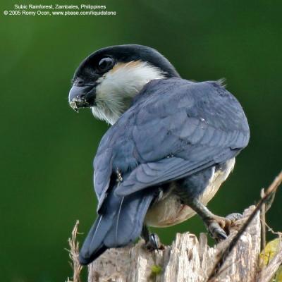 Philippine Falconet 
(a Philippine endemic) 

Scientific name - Microhierax erythrogenys erythrogenys 

Habitat - Open forest and edge. 

[20D + Sigmonster (Sigma 300-800 DG)]
