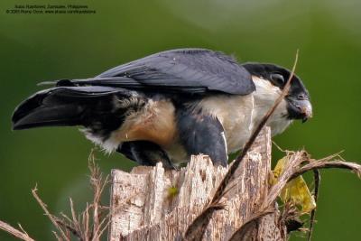 Philippine Falconet - 100% crop
(a Philippine endemic) 

Scientific name - Microhierax erythrogenys erythrogenys 

Habitat - Open forest and edge. 

[20D + Sigmonster (Sigma 300-800 DG)]

