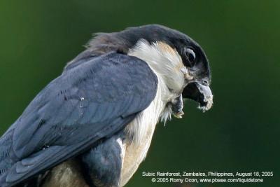 Philippine Falconet
(a Philippine endemic) 

Scientific name - Microhierax erythrogenys erythrogenys 

Habitat - Open forest and edge. 

[20D + Sigmonster (Sigma 300-800 DG)]
