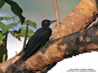Two Endemic Lifebirds at Subic