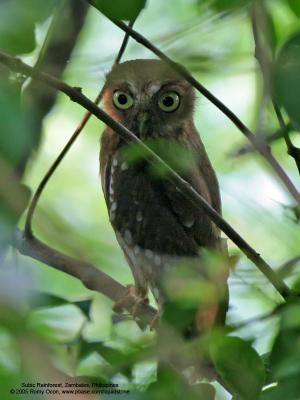 Philippine Hawk-Owl 
(a Philippine endemic) 

Scientific name - Ninox philippensis philippensis 

Habitat - Forest and forest patches. 

[20D + Sigmonster (Sigma 300-800 DG)]
