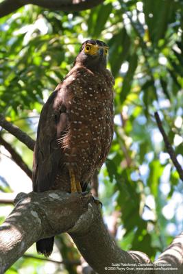 Philippine Serpent-Eagle 
(a Philippine endemic) 

Scientific name - Spilornis holospilus 

Habitat - Forest from lowlands to over 2000 m. 

[20D + Sigmonster (Sigma 300-800 DG)]