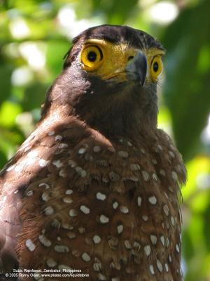 Philippine Serpent-Eagle 
(a Philippine endemic) 

Scientific name - Spilornis holospilus 

Habitat - Forest from lowlands to over 2000 m. 

[20D + Sigmonster (Sigma 300-800 DG)]