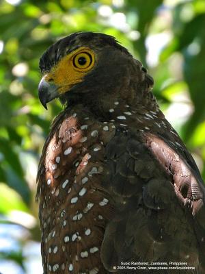 Philippine Serpent-Eagle 
(a Philippine endemic) 

Scientific name - Spilornis holospilus 

Habitat - Forest from lowlands to over 2000 m. 

[20D + Sigmonster (Sigma 300-800 DG)]
