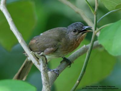 Philippine Bulbul 
(a Philippine endemic) 

Scientific name - Hypsipetes philippinus 

Habitat - Forest edge, advanced second growth and forest. 

[20D + Sigmonster (Sigma 300-800 DG)] 
