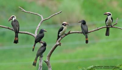 Luzon Hornbill 
(a Philippine endemic) 

Scientific name - Penelopides manillae 

Habitat - Forest and edge up to 1500 m. 

[350D + Sigmonster (Sigma 300-800 DG), 90 meters distance] 
