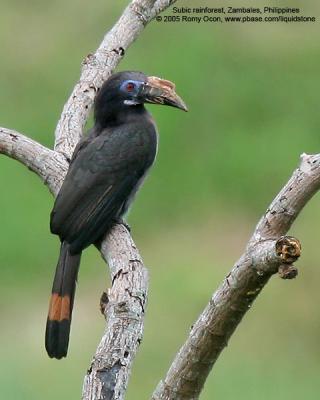 Luzon Hornbill 
(a Philippine endemic, Female) 

Scientific name - Penelopides manillae 

Habitat - Forest and edge up to 1500 m. 

[350D + Sigmonster (Sigma 300-800 DG), 90 meters distance] 
